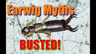 Earwig Facts and Footage  Dermaptera [upl. by Ynnot684]