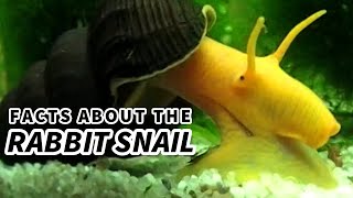 Rabbit Snail Facts the ELEPHANT Snail 🐌 Animal Fact Files [upl. by Norri]