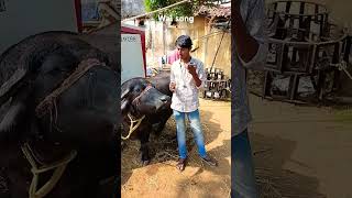 Bhains ka song 😂🥰 shortvideo funny subscribe or like please [upl. by Annehsat]