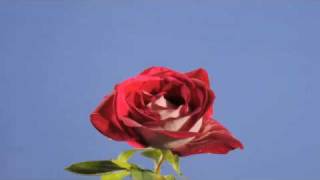 Red rose flower opening timelapse [upl. by Tooley441]