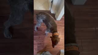 Dogs behaving badly germanwirehairedpointer bostonterrier dog dogsbeingdogs [upl. by Lekym]