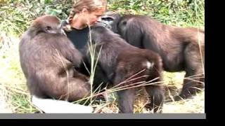 getting to love GORILLAS with the John Aspinall Foundation in Africa [upl. by Risley]