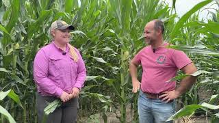 Corn Fungicide Thoughts 2024  Timing potential and disease ID [upl. by Ariajaj697]