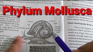 Phylum Mollusca in HindiUrdu [upl. by Imaj]