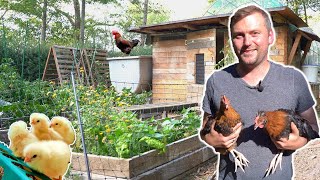 Männliche Küken dürfen leben Hähne im eigenen Garten halten 🐓 [upl. by Yung106]