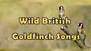 Wild British Goldfinch Songs [upl. by Marchall]