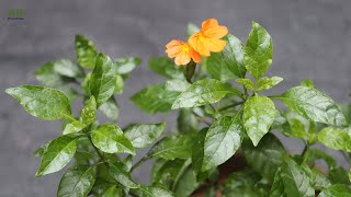 Crossandra infundibuliformis or firecracker flower propagation and care [upl. by Nedyah]