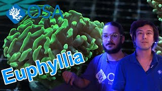 What is Euphyllia  What is a Coral [upl. by Mazlack]