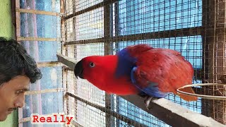 Most Beautiful Creature Eclectus Parrot Breeding  Birds Care And Feeding Proper Guide [upl. by Korns]