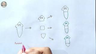 Regeneration in Planaria  Fragmentation in Planaria Diagram  Biology Diagram [upl. by Yllim]