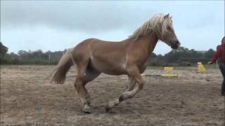 Etalon Haflinger Penn  première liberté en carrière [upl. by Antons402]