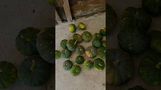 Life cycle of pumpkin and harvesting large amount from few plants 🎃🎃village farmer shorts [upl. by Rena]