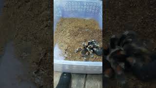 Brachypelma auratum terbang😅🤣🤣 [upl. by Hedberg]