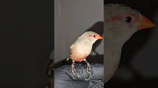 St Helena Waxbill Perched On Hand Common Waxbill Exotic Finches Birds [upl. by Sukramal]