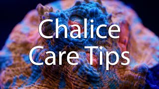 How to take care of your Chalice Coral [upl. by Lamp]