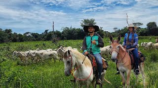 AGORA SOMOS VAQUEIROS DE 3 FAZENDAS Acompanhe nosso nova rotina [upl. by Pattani]