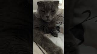 Cat gray sleepy kedi kotka katze Scottish Fold [upl. by Derick548]