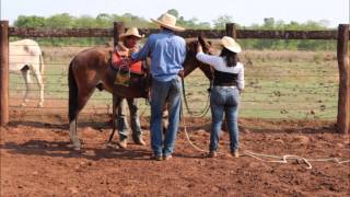 Curso de Doma de Muares [upl. by Marcile]