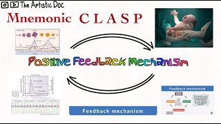 Positive Feedback Mechanism  Most Easy to Remember  Mnemonic  Homeostasis [upl. by Amy]