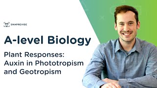 Plant Responses Auxin in Phototropism and Geotropism  Alevel Biology  OCR AQA Edexcel [upl. by Ettedranreb]