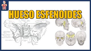 ANATOMÍA  HUESO ESFENOIDES CUERPO APÓFISIS PTERIGOIDES ALAS MAYORES Y MENORES [upl. by Eenahpets]