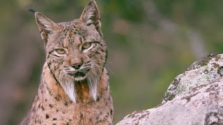 The Elusive Iberian Lynx  Wild Stories  BBC Earth [upl. by Seaman]