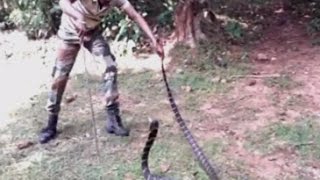 16ftlong rare king cobra rescued from Similipal Tiger Reserve [upl. by Dowd]