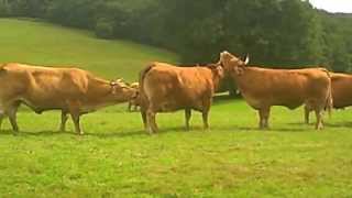 French Limousin Cows [upl. by Faustina]