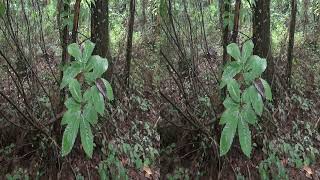 HD 3D ALLONNES Promenade matinale Bois et forêts 26 septembre 2024 [upl. by Atiuqnahs]