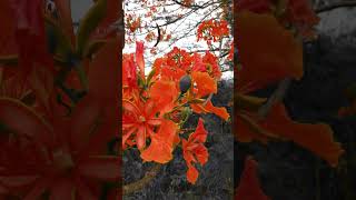 Flame of the forest tree flowers bloom nature mobilevideography [upl. by Mitch]