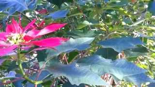 Poinsettia  Euphorbia pulcherrima  High Definition Video 02 [upl. by Nohshan]