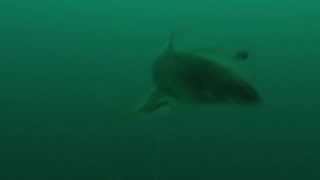 Downrigger Camera Secrets  Lake Trout gone wild [upl. by Also]