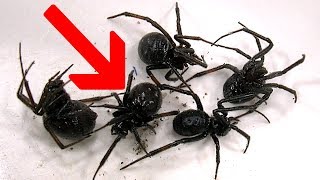 Redback Spiders Black Widows Or False Widows [upl. by Aierbma]