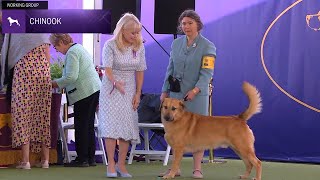 Chinooks  Breed Judging 2024 [upl. by Ik]