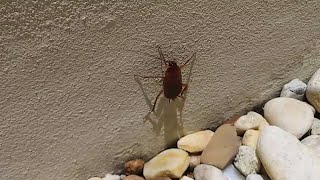 How To Control American Cockroaches Palmetto Bugs Water Bugs In South Florida Natural Pest Control [upl. by Groos]