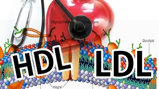 Colesterol HDL LDL [upl. by Xino]