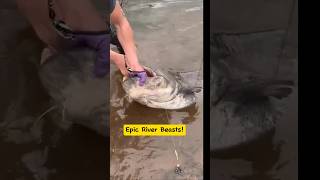 Catching Giant River Monsters Unbelievable Fish of a Lifetime fishing giantfish fypシ゚ shorts [upl. by Krell]