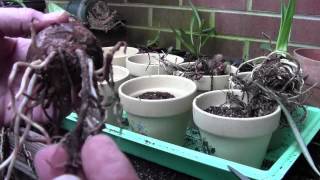 AMARYLLIS BULB PREP AND POTTING [upl. by Reham]