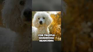 The Poodle  A Perfect Truffle Hunting Dog Breed [upl. by Suhpoelc659]