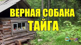 СОБАКА СПАСЛА ЧЕЛОВЕКА  ОХОТНИК В ТАЙГЕ [upl. by Cheshire]