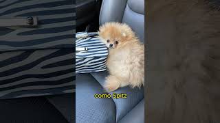 🐶 ¿Conocías el origen de los POMERANIA [upl. by Cleopatra575]