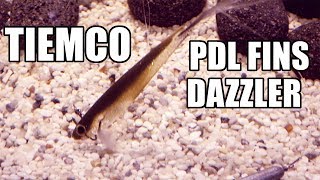 TIEMCO  PDL Fins Dazzler Lure action on a Dropshot Rig Underwater Full HD [upl. by Bainbrudge716]