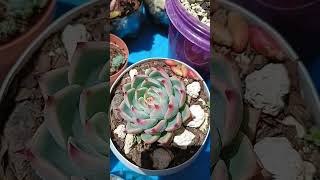 suculentas en pleno sol 😃🥰 plantas jardineria succulents amorporlasplantas [upl. by Thorfinn147]