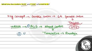 What are the codons AUG and UAA referred to as [upl. by Etnelav]