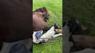 Horse Foaling 101 How to be PREPARED  Tips and Tricks [upl. by Ylil]