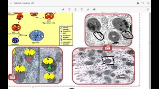 histology 14 cytology  MEMBRANEBOUND INTRACELLULAR VESICLES [upl. by Rebna]