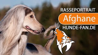 ► Afghanischer Windhund 2018 Rasse Aussehen amp Charakter [upl. by Claud879]