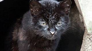 GEOFFROY CAT Species Spotlight [upl. by Harneen]