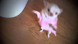 very funny chihuahua dancing salsa in dress [upl. by Leinoto]