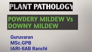 Powdery Mildew vs Downy Mildew in plant pathology [upl. by Ohnuj]